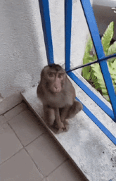 a monkey is sitting on a ledge next to a blue fence