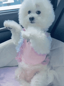 a white fluffy dog wearing a pink and blue dress