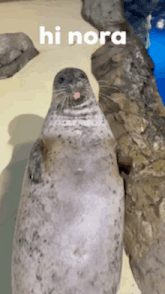 a seal with a pink tongue sticking out and the words hi nora written above it