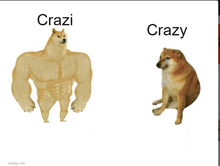 a picture of a dog with the words crazi and crazy