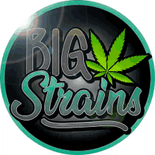 a logo for big strains shows a marijuana leaf