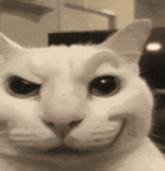 a close up of a white cat making a funny face