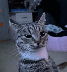 a gray and white cat is looking at the camera