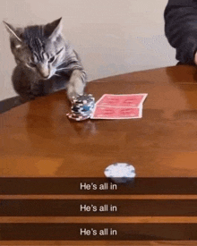 a cat is playing poker with a stack of chips and playing cards .