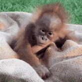 a baby orangutan is wrapped in a blanket