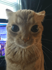 a close up of a cat 's face looking at the camera with a blurry background