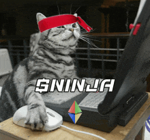 a cat wearing a red headband sits in front of a laptop with the word ninja on the screen