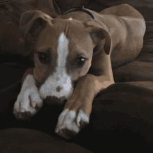 a brown and white dog is laying down on a couch