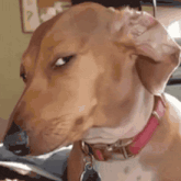 a brown and white dog with a pink collar is looking at something