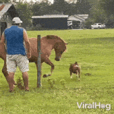 a man standing next to a horse and a dog in a grassy field with the words viralhog on the bottom