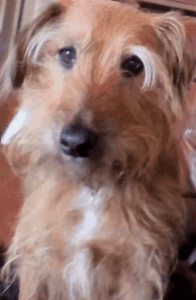 a close up of a brown and white dog