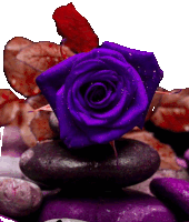 a purple rose sits on a pile of rocks