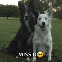 a black and white dog sitting next to each other in a field with the words `` miss u '' above them .