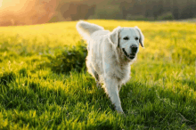 a white dog is running through a field of grass