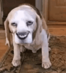 a beagle dog is sitting on a rug with a big smile on its face .