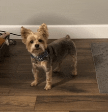 a small dog wearing a blue and white plaid bow tie stands on a wooden floor