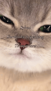 a close up of a cat 's face with the words syban gurwinder is speaking it 's important