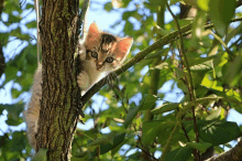 a kitten climbs a tree branch looking at the camera