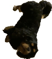 a black dog with brown spots is laying on its back