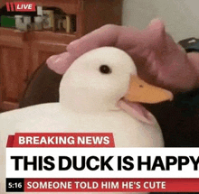 a person is petting a white duck with a yellow beak on a breaking news report .