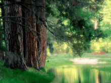 a tree stands in the middle of a forest next to a river