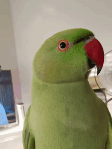 a green parrot with a red beak and orange eye