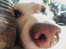 a close up of a dog 's nose with a person 's arm in the background