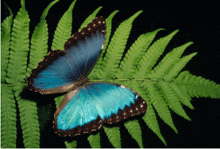 a blue and brown butterfly is sitting on a green fern leaf