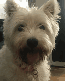 a small white dog with a pink collar is looking at the camera with its tongue out