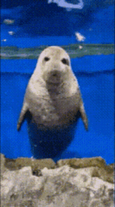 a seal is swimming in the water and looking up