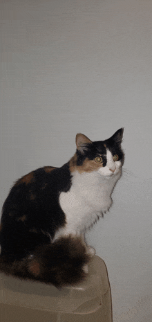 a calico cat is sitting on top of a clear container