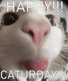 a close up of a cat 's face with the words happy saturday written below it