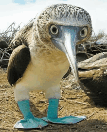 a bird with a long beak and blue legs