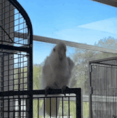 a white parrot is perched on a railing in front of a window