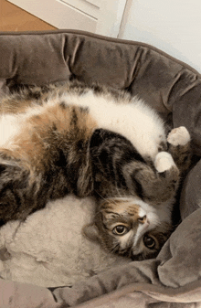 a cat is laying on its back in a bed