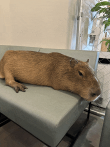 a large brown animal laying on a couch