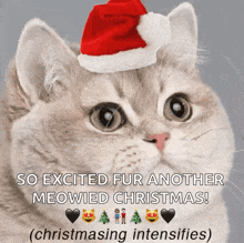 a cat is wearing a santa hat and says `` so excited fur another meowied christmas ! ''