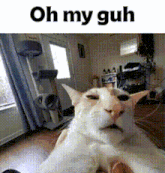 a picture of a cat with the words oh my guh on it