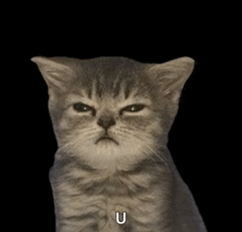a cat with an angry look on its face and the letter u above it