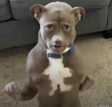 a small dog with a blue collar standing on its hind legs