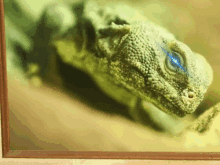 a lizard with a blue eye is in a frame