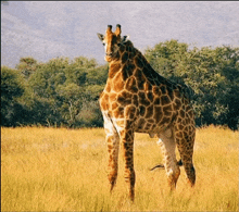 a giraffe stands in a field of tall grass