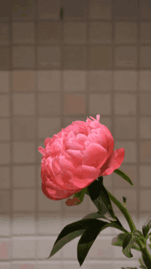 a close up of a pink flower with a tiled wall in the background