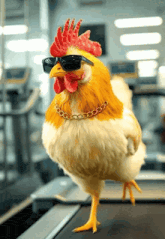 a rooster wearing sunglasses and a chain around its neck is on a treadmill
