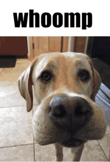 a close up of a dog 's face with the word whoomp on the bottom