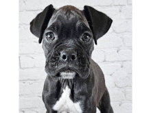 a black and white boxer puppy is sitting in front of a white brick wall .