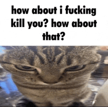 a cat with an angry look on its face and the words how about i fucking kill you ? how about that .