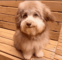 a small brown and white dog is sitting on a wooden bench with the caption richardsaidlot