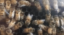 a close up of a beehive with lots of bees on the honeycomb .