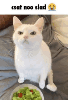 a white cat is sitting next to a bowl of lettuce .